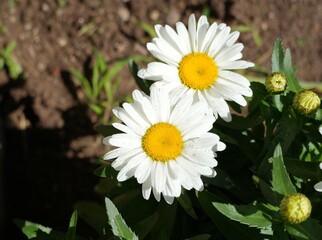 white daisy flower