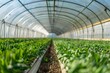 © LimeSky - Rows of low and large greenhouses on farmland for industrial cultivation of early vegetables