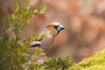 Wall Mural - Beautuful closeup portrait of a male  hawfinch. (Coccothraustes coccothraustes) Wildlife scene from nature.