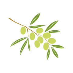 Wall Mural - Olive branch with green fruits, isolated on white background.