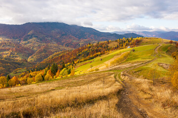  mountainous rural landscape in autumn. sunny weather. trees in colorful foliage. scenery with path through grassy fields and hills rolling