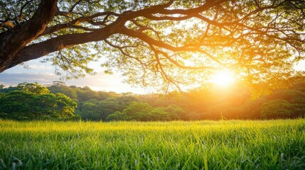 Poster - Sunlight filtering through tree branches over a lush green field.