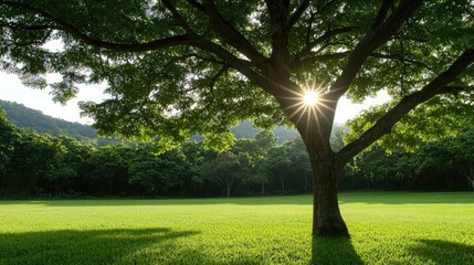 Poster - Lush green tree with sunlight filtering through leaves in serene landscape.