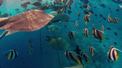 Wall Mural - School of stingrays and fish swim in the sea. Underwater footage of the vivid sea full of marine life