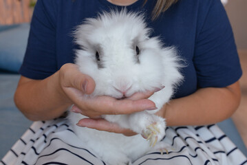 Woman holding fluffy cute white rabbit in hands. pet friendly , love for animals concept