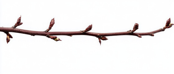 A brown tree branch with buds, isolated on white background.