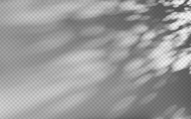 Abstract shadow overlay from foliage on a transparent background.