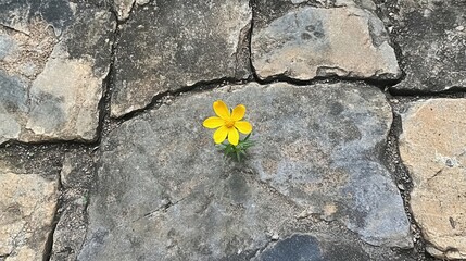 Poster - A small yellow flower emerging from cracks in stone pavement