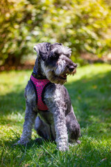 Wall Mural - The obedient puppy Zwergschnauzer is sitting on a green lawn on nature in sunny day. Hunting, guarding dogs breed. A doggy walking outdoors. Canine animal, pet in green park, woods vertical background