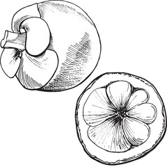 Whole and halved mangosteen fruit. Juicy sweet and sour fruit, hand-drawn in graphic technique, translated into vector format, in black and white. For packaging design of tea, juices, for cafe menus