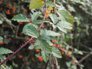 wild blackberry plant scient. name Rubus ulmifolius