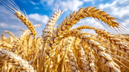 Golden Wheat Field. Ripe Ears of Wheat Close-Up on a Sunny Day. Rich Harvest Concept.