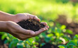 © Curioso.Photography - Hands holding rich soil above a garden bed, representing growth, sustainability, and nurturing the earth.