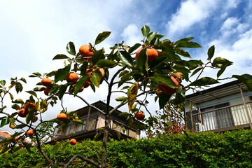 Japanese persimmon (Kaki fruit) fruits and leaves. Ebenaceae deciduous fruit tree. In autumn, the fruits ripen to orange and the leaves turn beautiful colors.