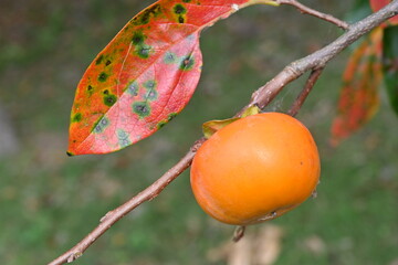 Japanese persimmon (Kaki fruit) fruits and leaves. Ebenaceae deciduous fruit tree. In autumn, the fruits ripen to orange and the leaves turn beautiful colors.