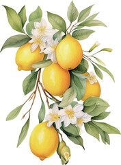 oranges on a branch