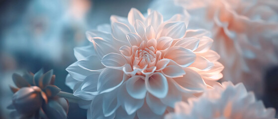 Delicate White Dahlia Flower Close Up, Soft Petals, Floral Background, Macro Photography, Floral Backg