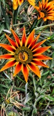 Sticker - Vibrant orange gazania with a bee