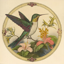 Hummingbird Bird Vintage Old Free Stock Photo - Public Domain Pictures