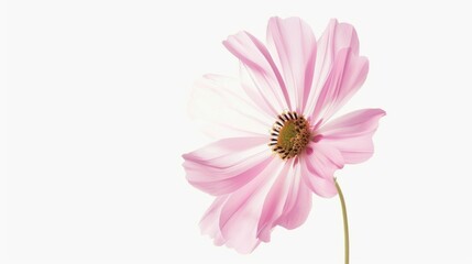 Wall Mural - A Delicate Pink Flower with a White Background