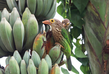 Wall Mural - Lineated Barbet bird  eating banana on a banana tree.this photo was taken from Bangladesh.