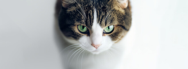 Wall Mural - portrait of tabby cat staring with intense green eyes and copy space