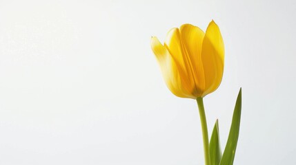 Wall Mural - Single Yellow Tulip with Green Stem and Leaves Against a White Background