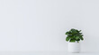 © A2Z AI  - Pilea Peperomioides in a White Pot on White Background: A Stylish and Minimalist Indoor Plant Display