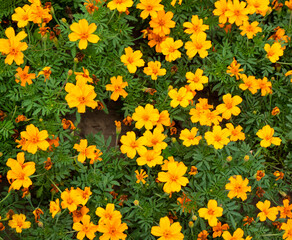 Aufkleber - Background of autumn marigolds.
Marigolds complement the Golden Autumn range with their yellow color.
