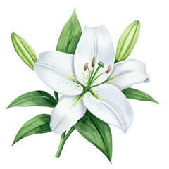 Wall Mural - Watercolor lily flower in full bloom symbolizing purity and Easter with delicate transparent petals isolated on a transparent background 