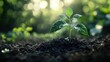© Chantip - The imagery conveys the idea that innovation in the financial sector is the seed for growth, fostering a healthier and more sustainable financial ecosystem, Financial innovations enable