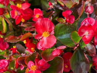 red wax begonia flower. begonia cucullata blooms red in a pot. begonia cucullata cultivated and used