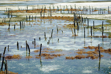 Wall Mural - sea weed plantation in the indian ocean