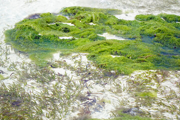 Wall Mural - sea weed plantation in the indian ocean