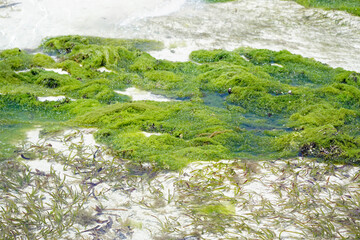 Wall Mural - sea weed plantation in the indian ocean