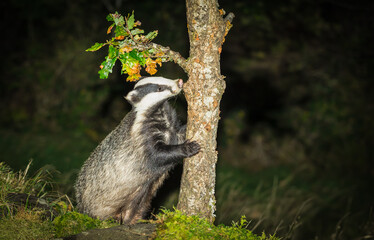 Wall Mural - Badger, Scientific name: Meles Meles. Wild, native, European badger in Autumn, cleaning her claws on a young oak tree. Facing right. Close up.  Scottish Highlands, UK.  Horizontal.  Space for copy.