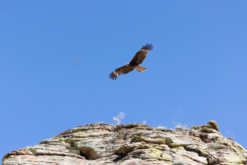 Sticker - A black kite flies over a cliff