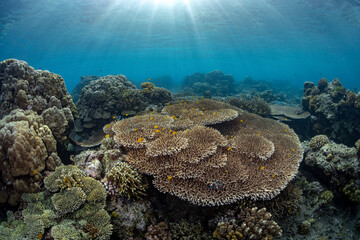 underwater photo of coral landscape with sun rays. diving in philippines, asia