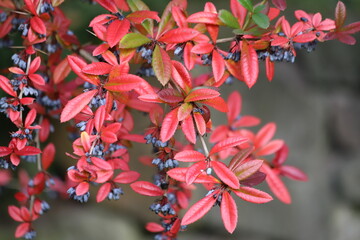 Wall Mural - Berberis julianae, wintergreen barberry, evergreen shrub. Berries and red leaves, autumn.