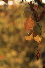 Wall Mural - golden autumn leaves, autumn foliage, golden leaves, autumn colours in the forest, bright orange colours in autumn, yellow orange leaves shine in the sun, sun shines on a yellow leaf, colorful leaves