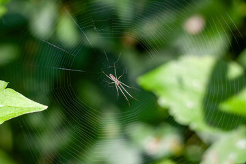 Spider sunbathing on his web