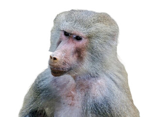 Wall Mural - Hamadryas baboon isolated on white background