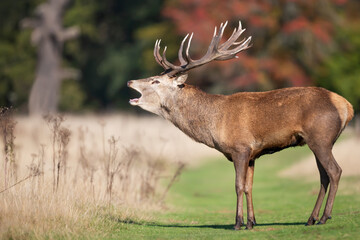 Wall Mural - Portrait of a red deer stag calling during the rut in autumn