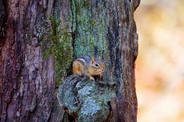 Wall Mural - the eastern chipmunk (tamias striatus) in the park.