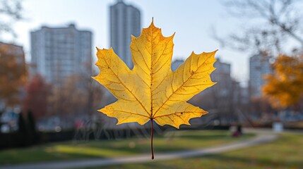 A single yellow maple leaf in focus against a blurred background of an urban park with apartment buildings.