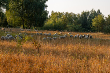 A herd of sheep are grazing in a field of tall grass. The sheep are scattered throughout the field, with some standing closer to the trees and others further away. The scene is peaceful and serene