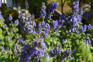 Wall Mural - monkshood, scientifically known as Aconitum, in bloom in an outdoor garden