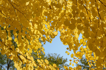 Wall Mural - standing beneath an autumn tree - perhaps Cercidiphyllum japonicum or Katsura - partly in the shade and partly backlit by the sun on a blue sky