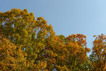 Wall Mural - golden brown and green autumn tree tops and sky