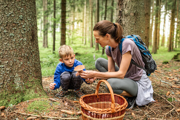 Mother children picking mushrooms in the forest with basket, mushroom picking season, family outdoor nature activities